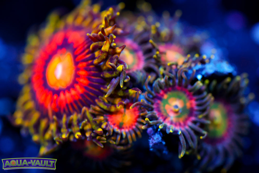 Mixed Zoa