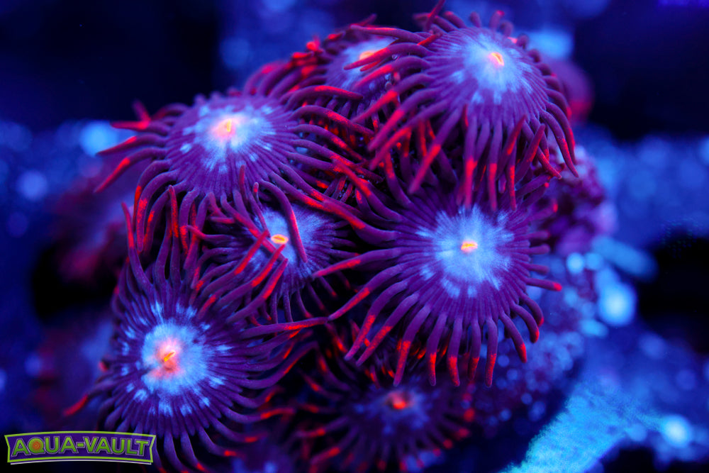 Mystique Zoa