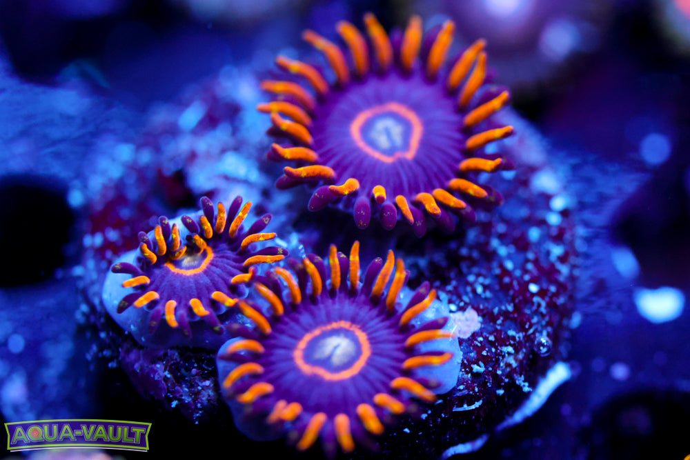 Blue Hornet Zoa