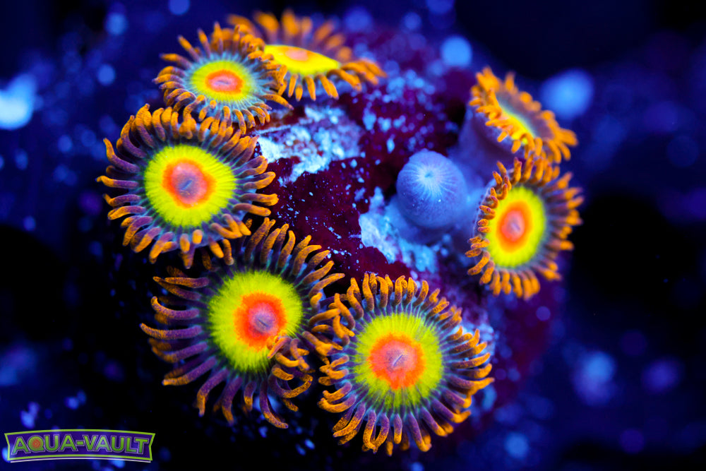 Rasta Zoa