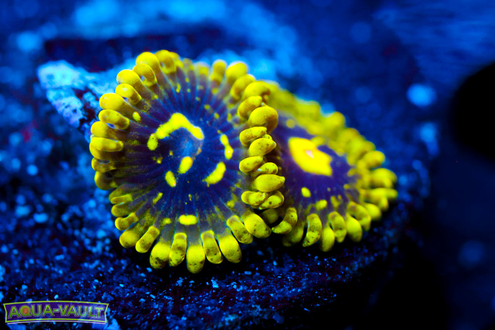 Exosphere Zoa