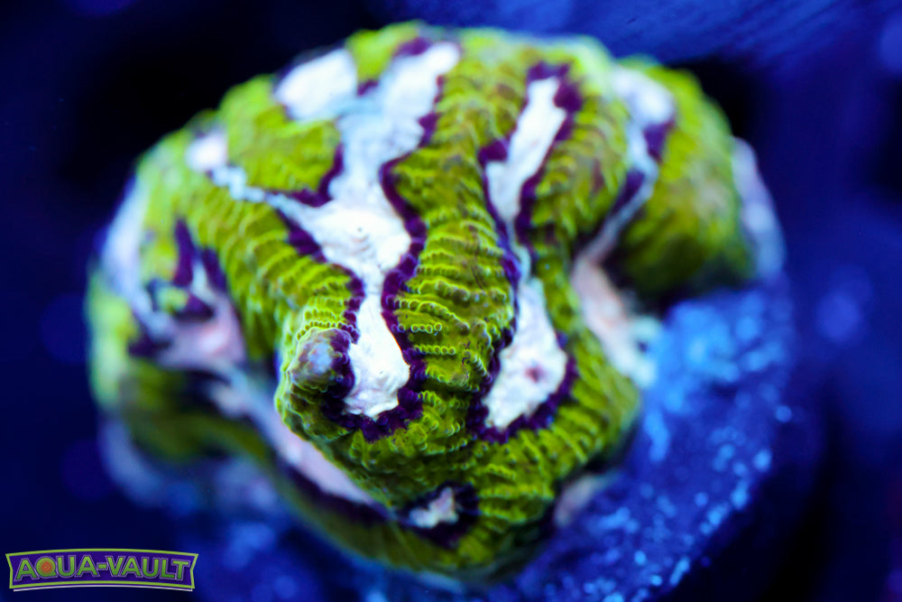 Hamster in the Microwave Favia