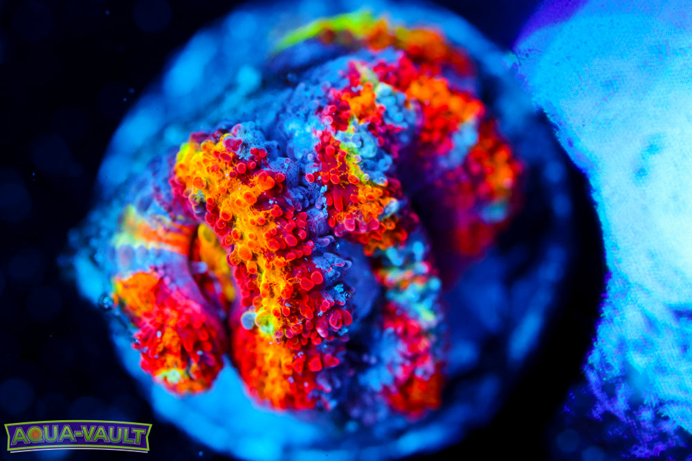 Twisted Tea Rainbow Acan