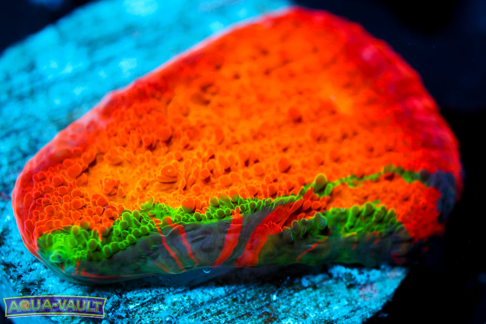 ARC Ludicrous Chalice