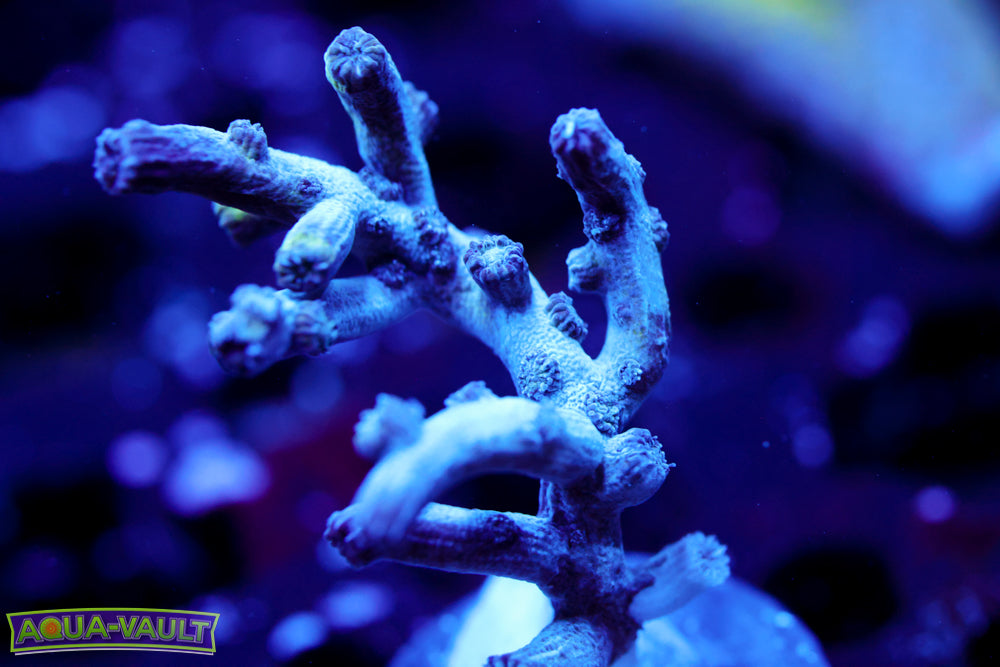 Branching Cyphastrea