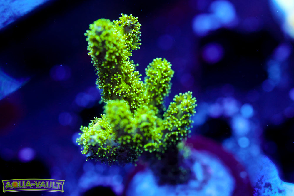 Radioactive Pocillopora