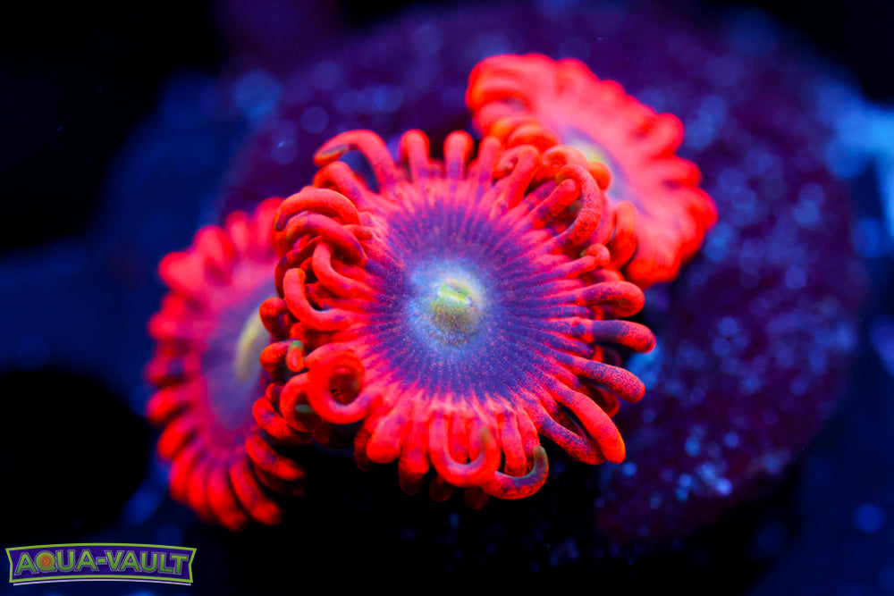 Lunar Eclipse Zoa