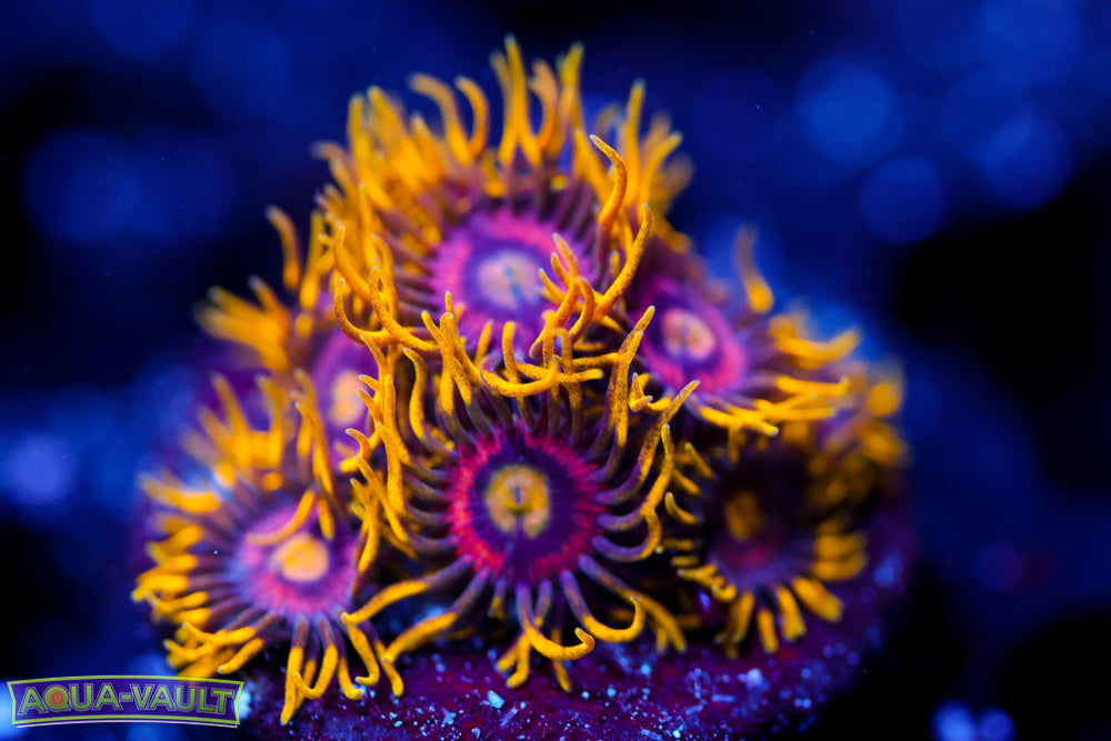 OG Joe's Crab Nebula Zoa