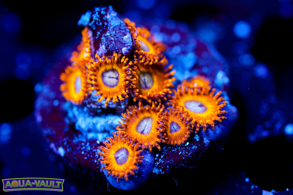 Pikachu Zoa