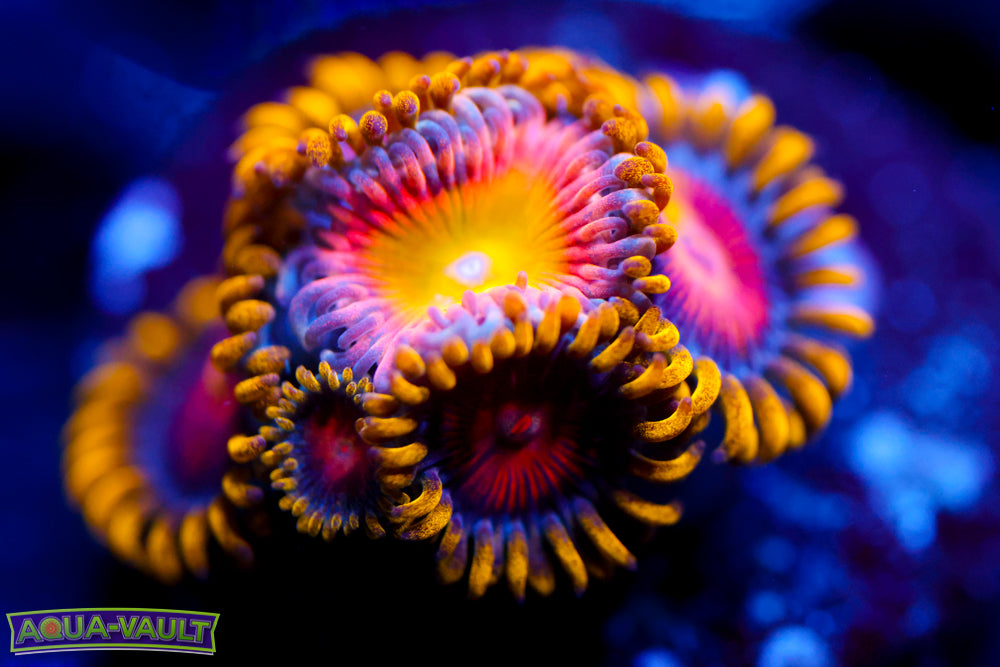 Rainbow Troll + CC Super Saiyan Zoa