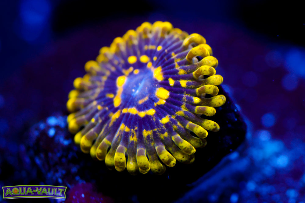 Exosphere Zoa