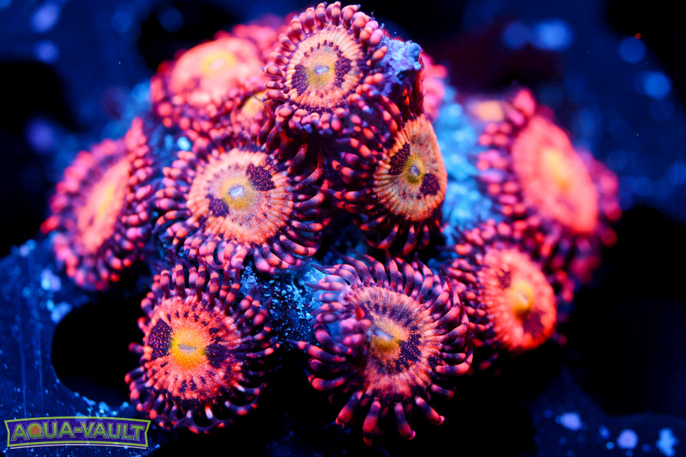 JF Crybaby Zoa