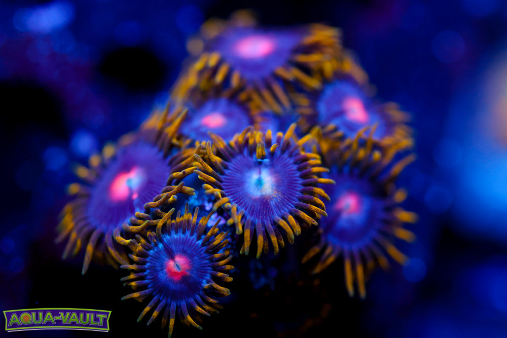 CV Blow Pop V2 Zoa