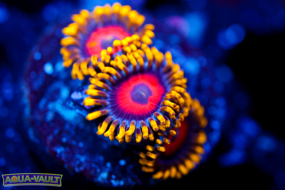 Eagle Eyes Zoa