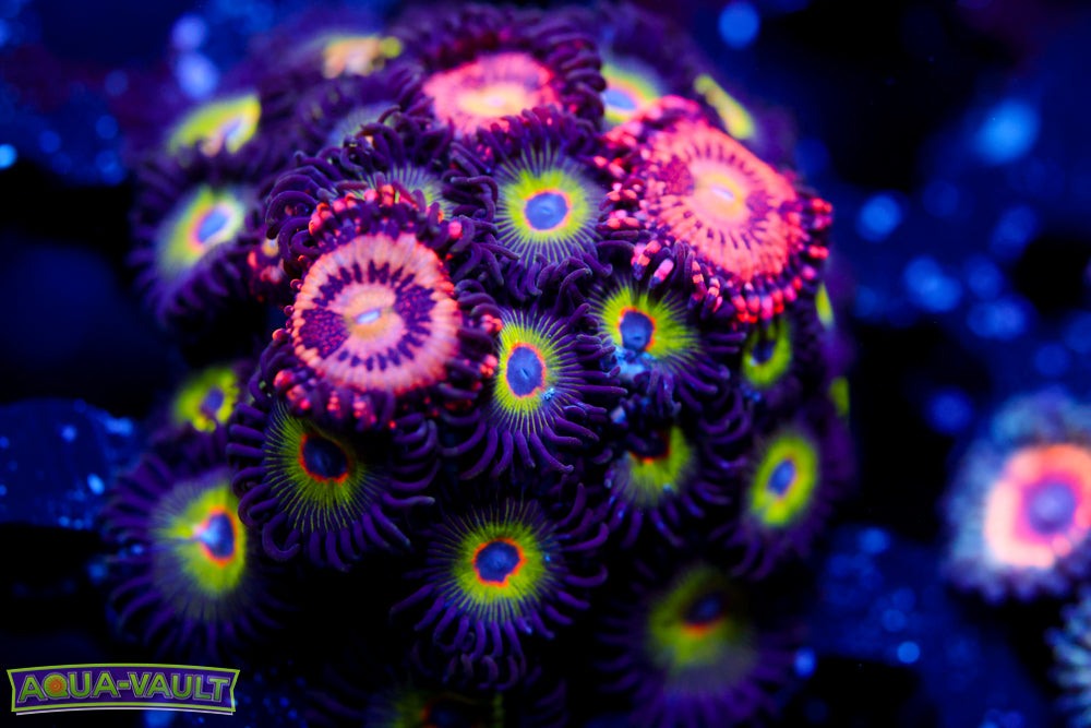 JF Cry Baby + Bob Marley Zoa