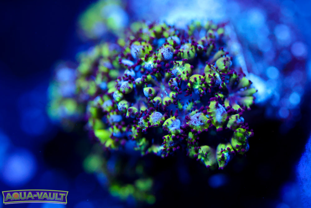 Blue Green Sympodium