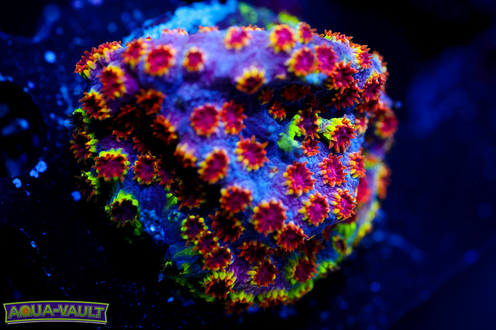Skittles Bomb Cyphastrea