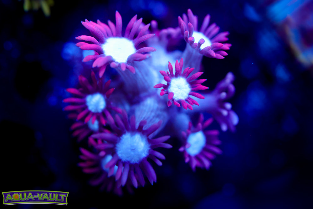 Nightmare Before Xmas Goni