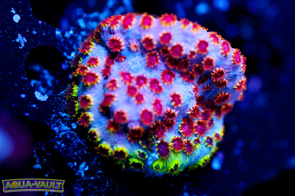 Skittles Bomb Cyphastrea