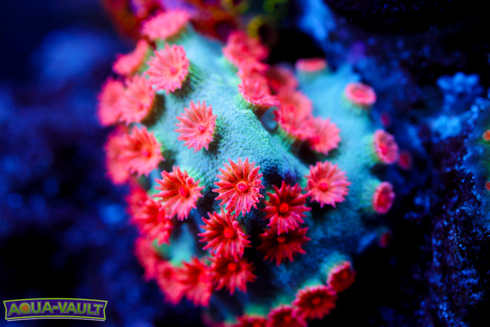 Meteor Shower Cyphastrea