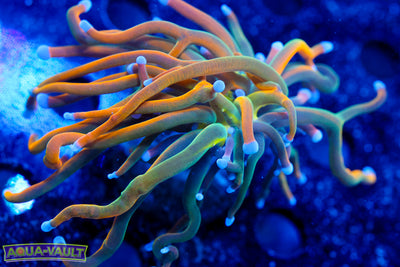 OG Dragon Tamer Torch