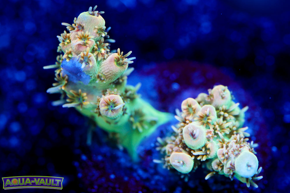 TSA Dan Aykroyd Acro