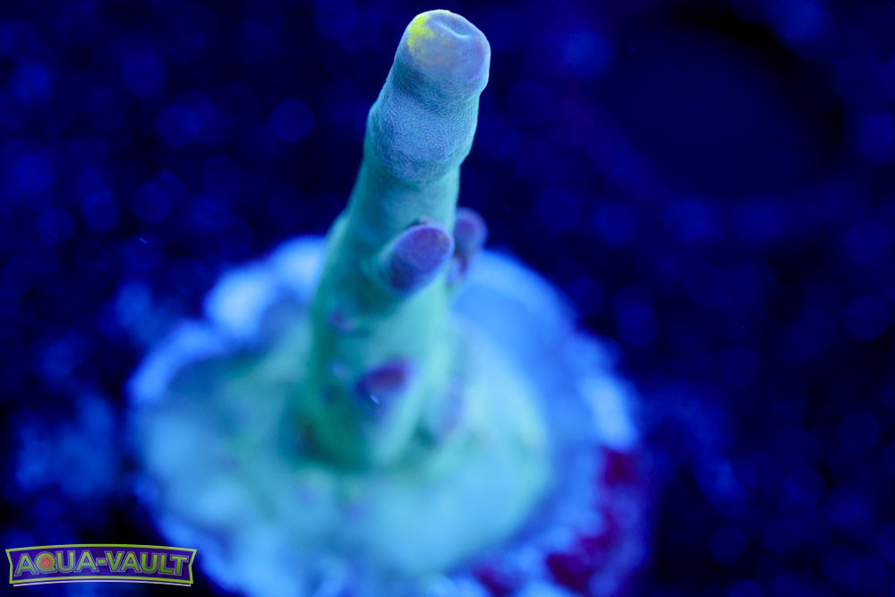 WWC Purple Candle Acro