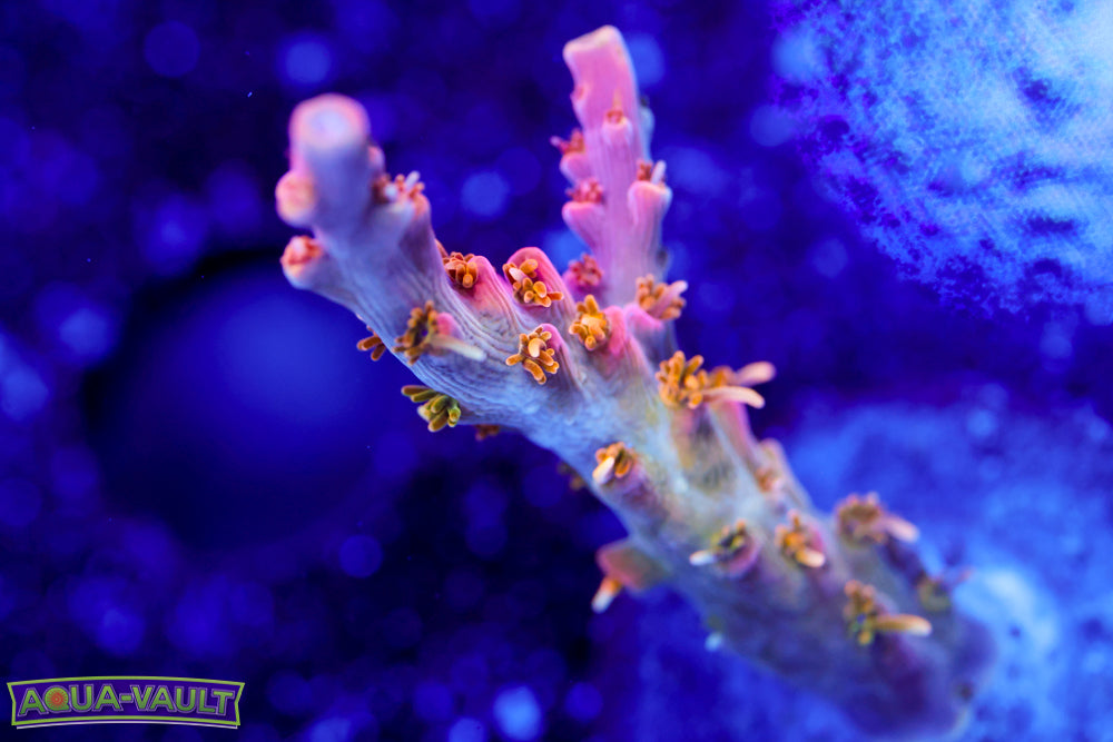 CC Voodoo Majick Acro