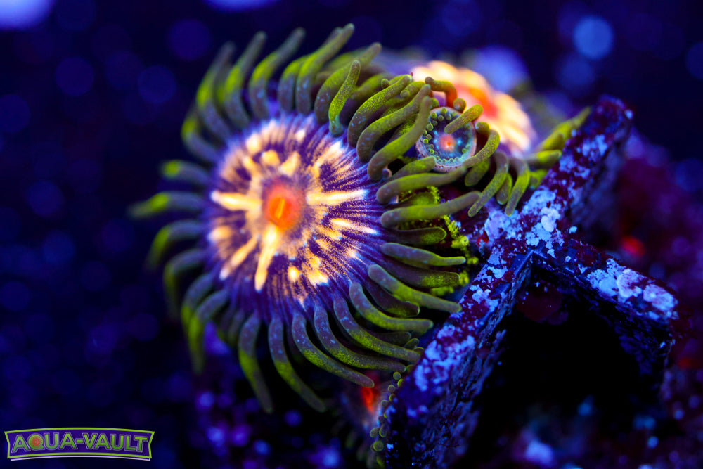 JF Star Gazer Zoa