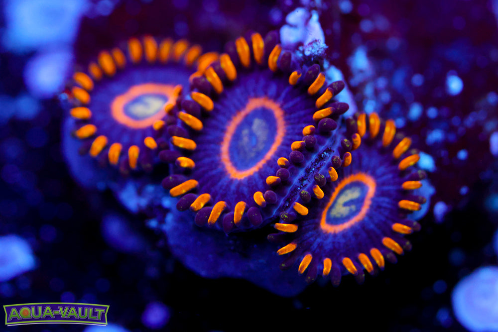 Blue Hornet Zoa