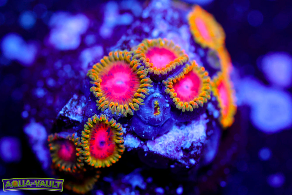 Awesome Blossom Zoa