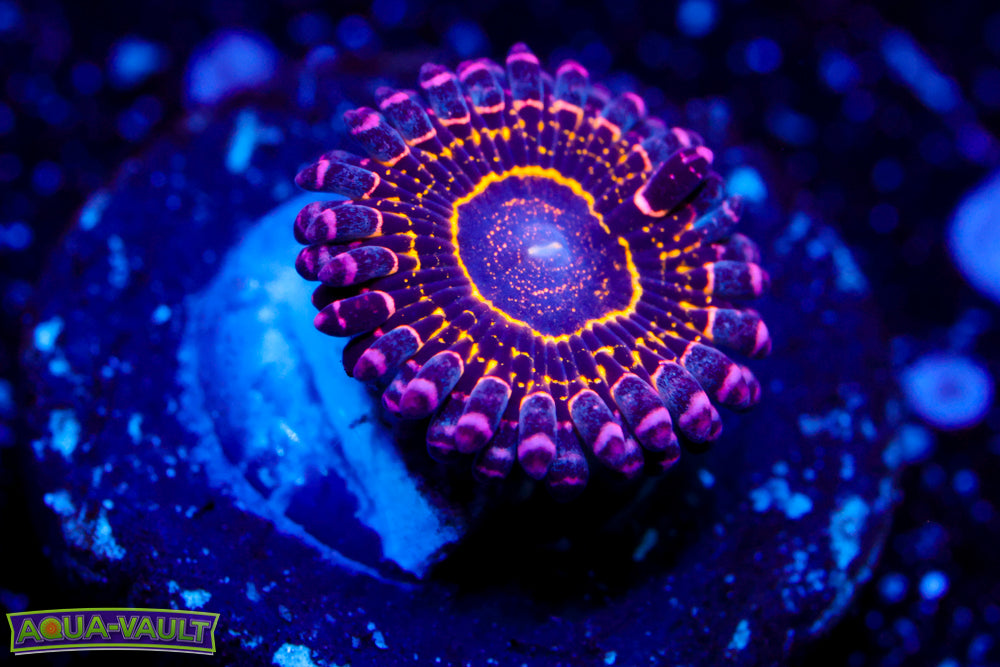 OG Stratosphere Zoa