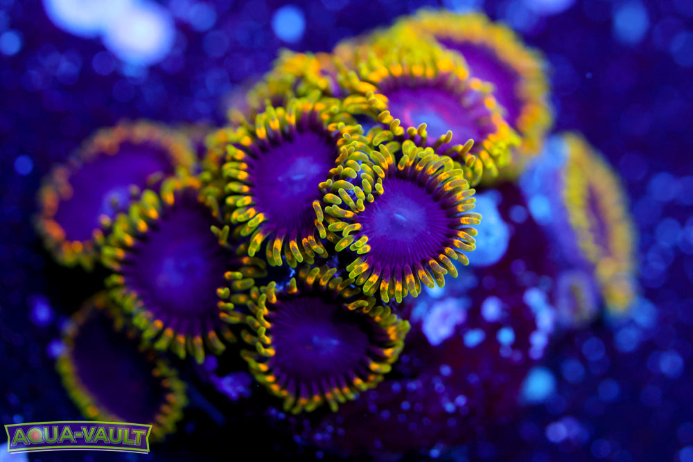 Thermosphere Zoa