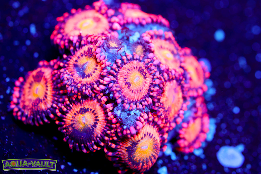JF Crybaby Zoa
