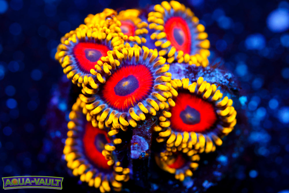 Eagle Eyes Zoa