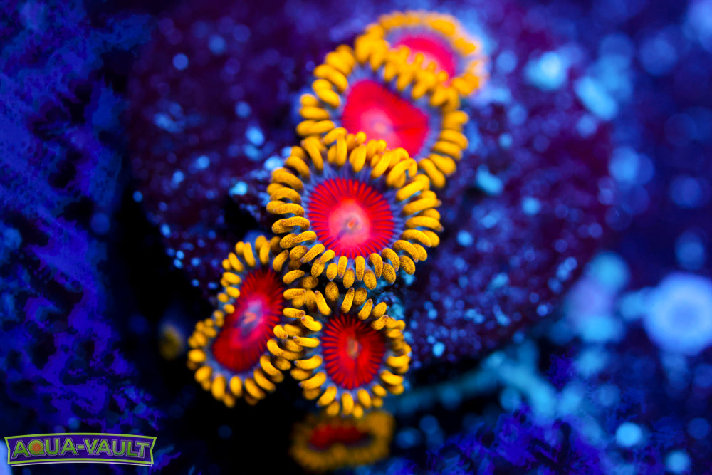 CC Super Saiyan Zoa