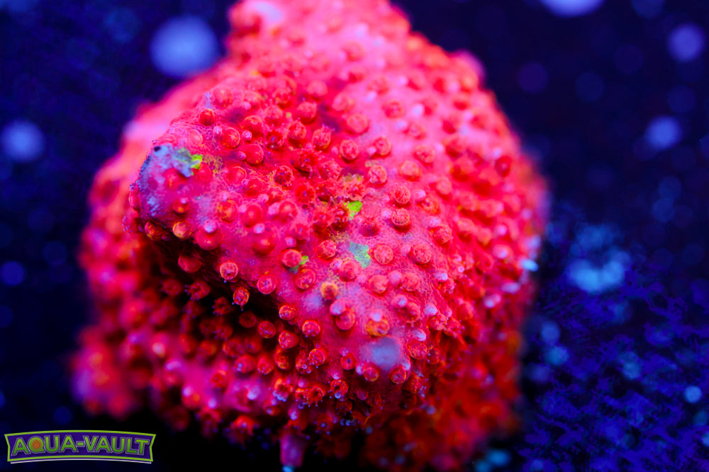 JF Candy Coated Stylo