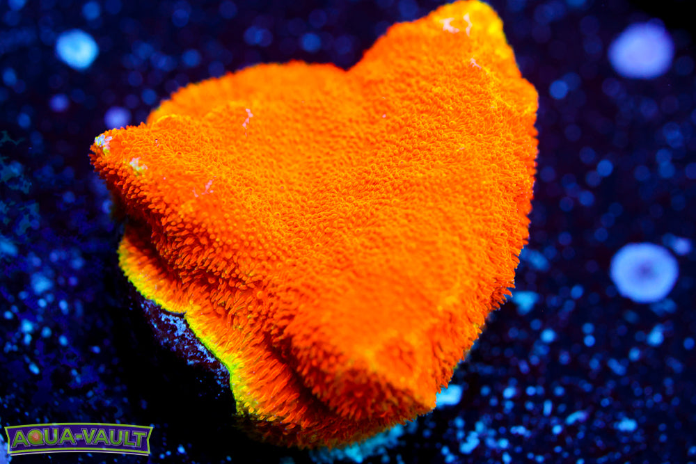 Watermelon Psammocora