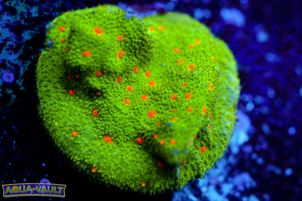 Harvest Moon Psammocora