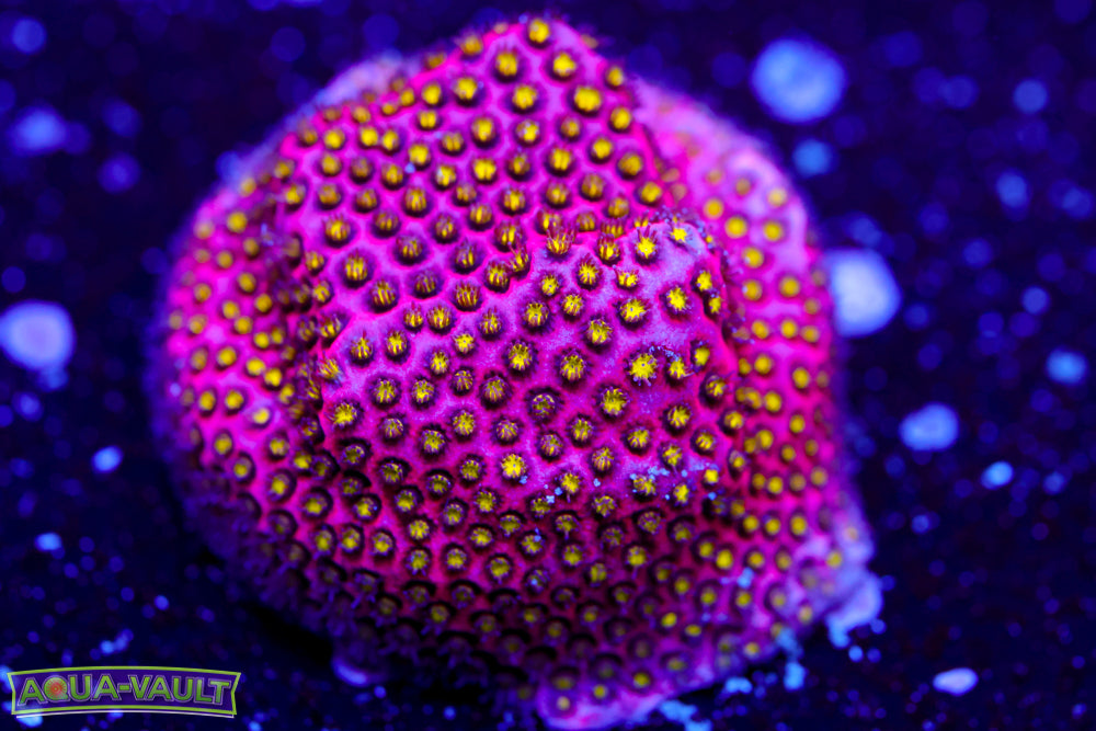 Electric Daisy Stylocoeniella