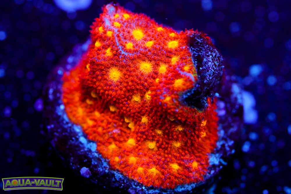 Autumn Harvest Psammocora