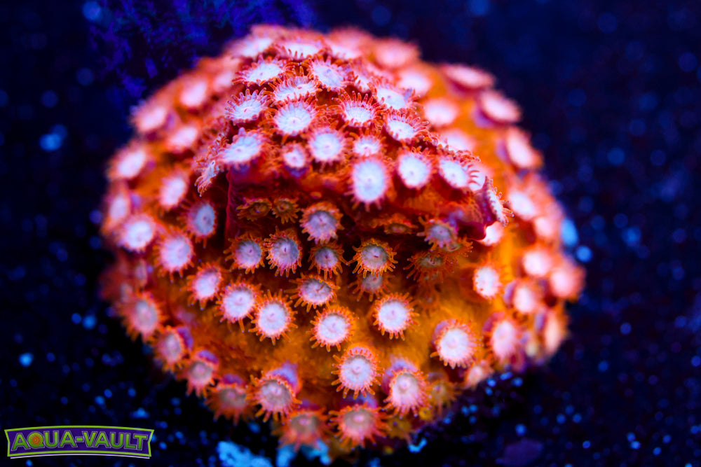 Strawberry Cyphastrea