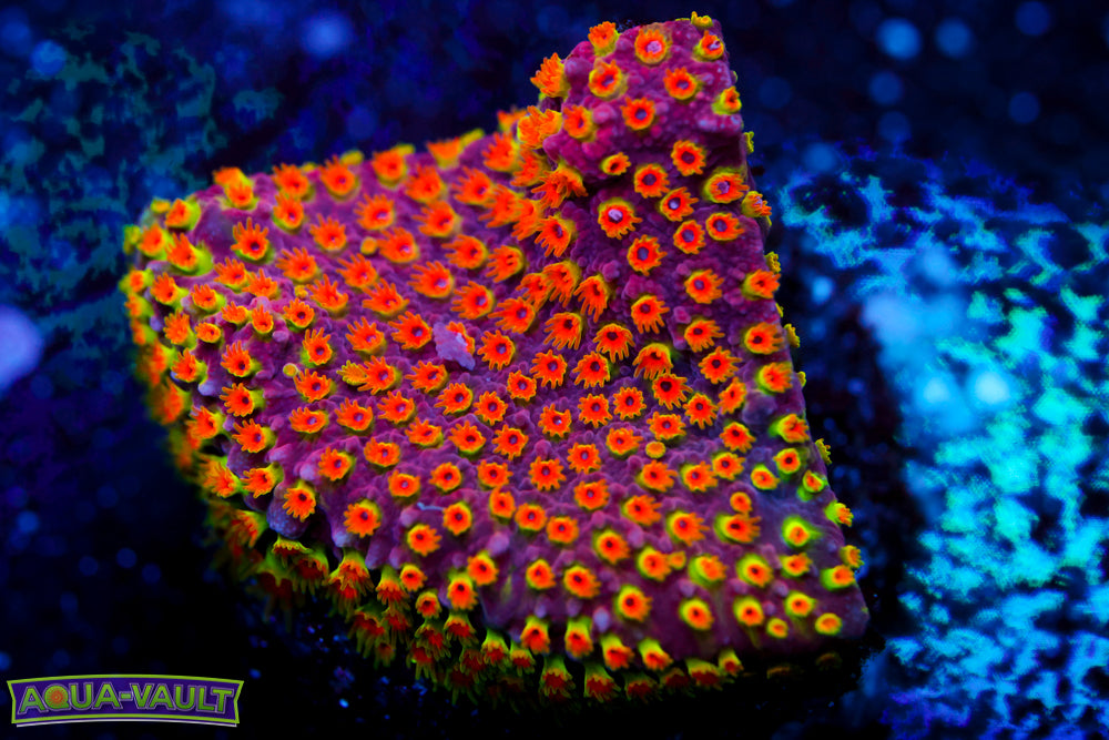 Looney Tunes Stylocoeniella