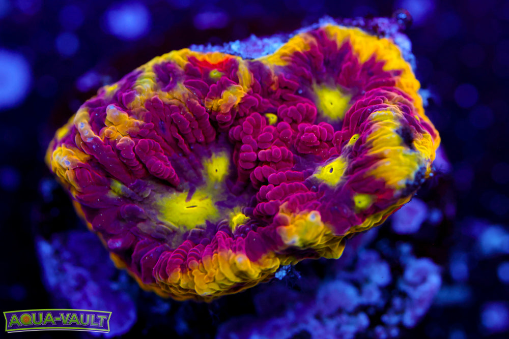 WWC Blood Diamond Favia