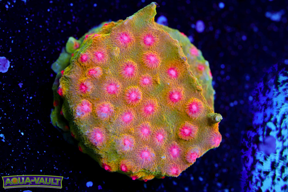 CV Dip 'n Dots Cyphastrea