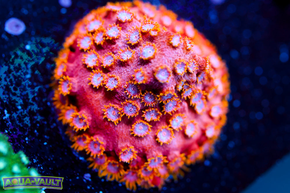 Strawberry Cyphastrea