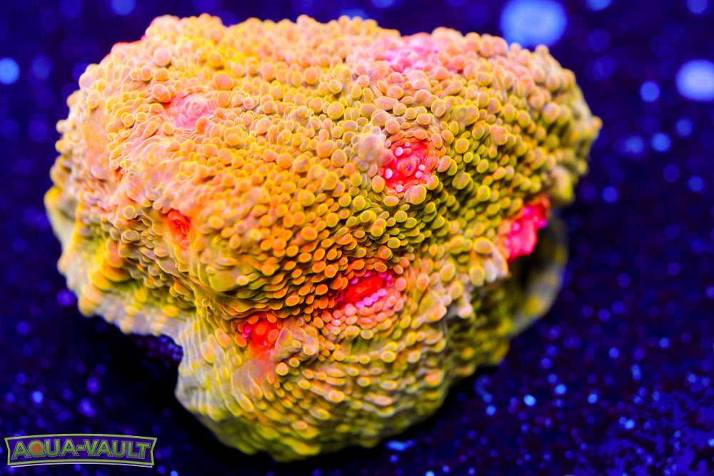 OG Mummy Eye Chalice