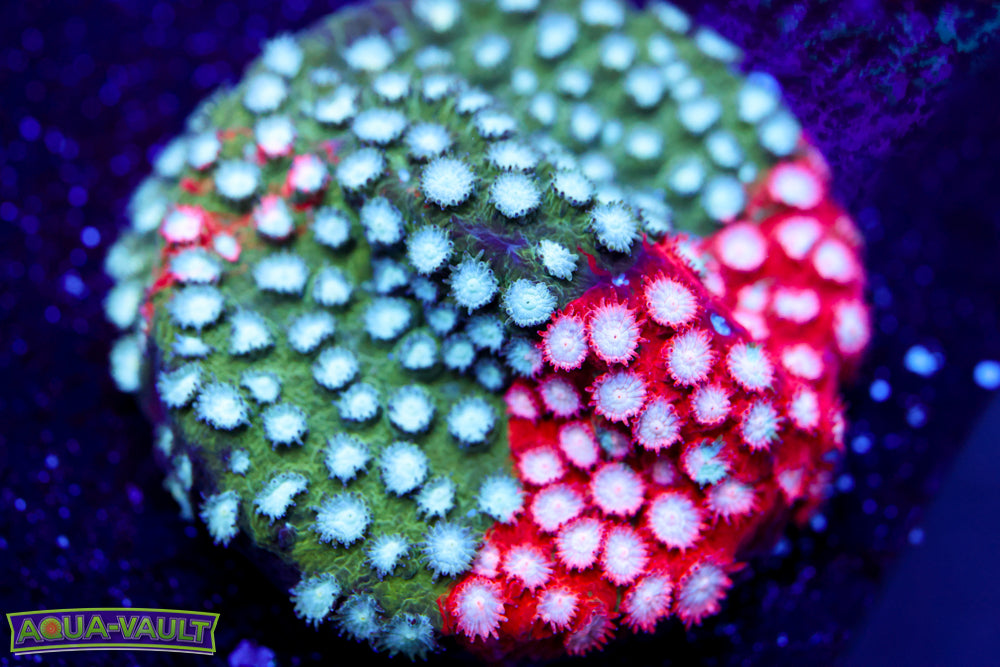 JF Fender Bender Cyphastrea