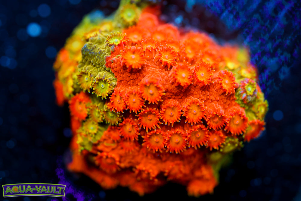 Circuit Breaker Cyphastrea