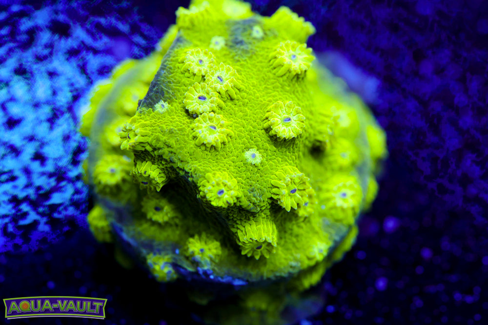Toxic Cyphastrea